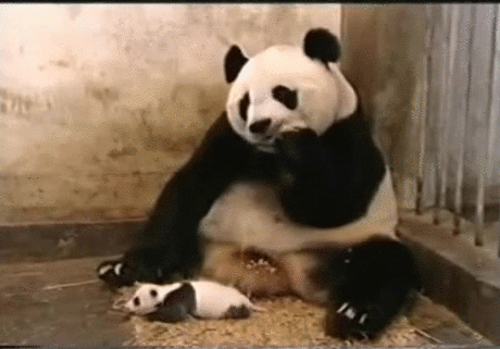 Panda Sneezing